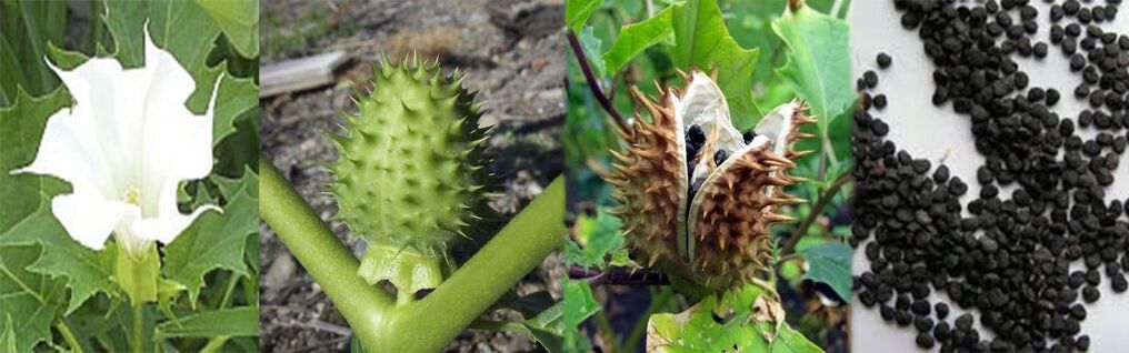 Semena Datura za zdravljenje krčnih žil doma